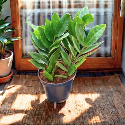 Zz Green (~ 1 Ft) in 4 Inch Nursery Pot