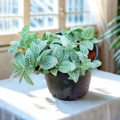 Fittonia in 5 Inch Nursery Pot