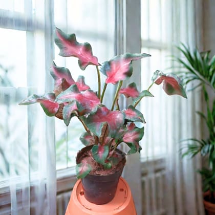 Caladium Red with Green Tip in 5 Inch Elegant Plastic Pot (colour may vary) - Best Exotic Indoor Plant