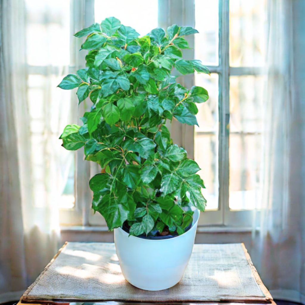 China Doll / Radermachera (~ 1.5 Ft) in 7 Inch Classy White Premium Plastic Pot