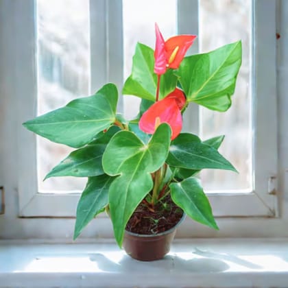 Anthurium Red in 5 Inch Nursery Pot