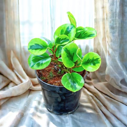 Peperomia / Radiator Plant Variegated in 4 Inch Nursery Pot