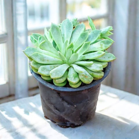 Echeveria Green Succulent in 3 Inch Nursery Pot