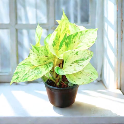 Money Plant White in 4 Inch Nursery Pot