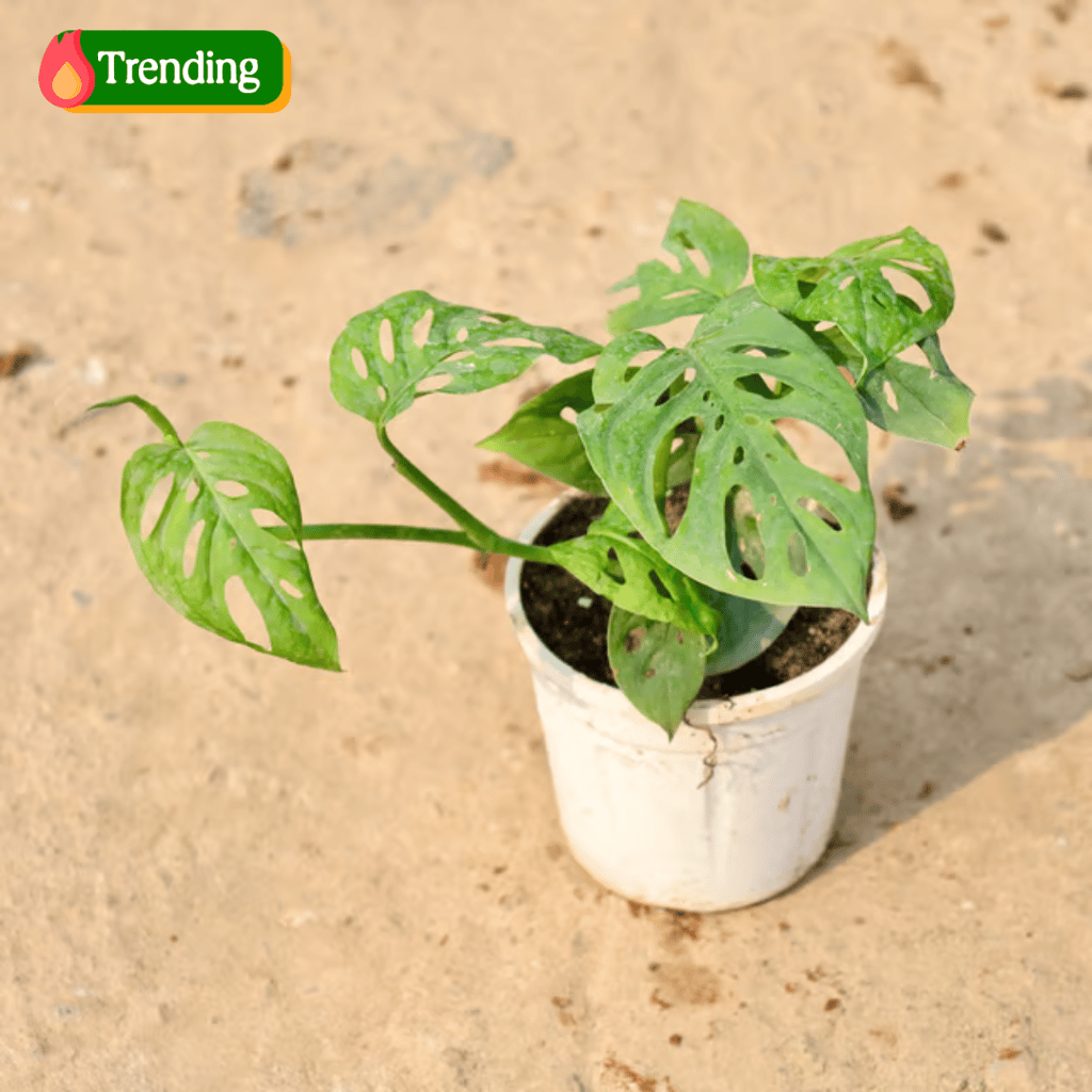 Monstera Broken Heart in 4 Inch Nursery Pot Monstera Broken Heart in 4 Inch Nursery Pot