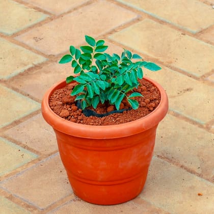 Curry Patta in 7 Inch Classy Red Plastic Pot