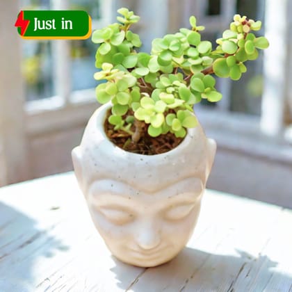 Lucky Jade in 3 Inch Buddha Ceramic Planter (any colour)