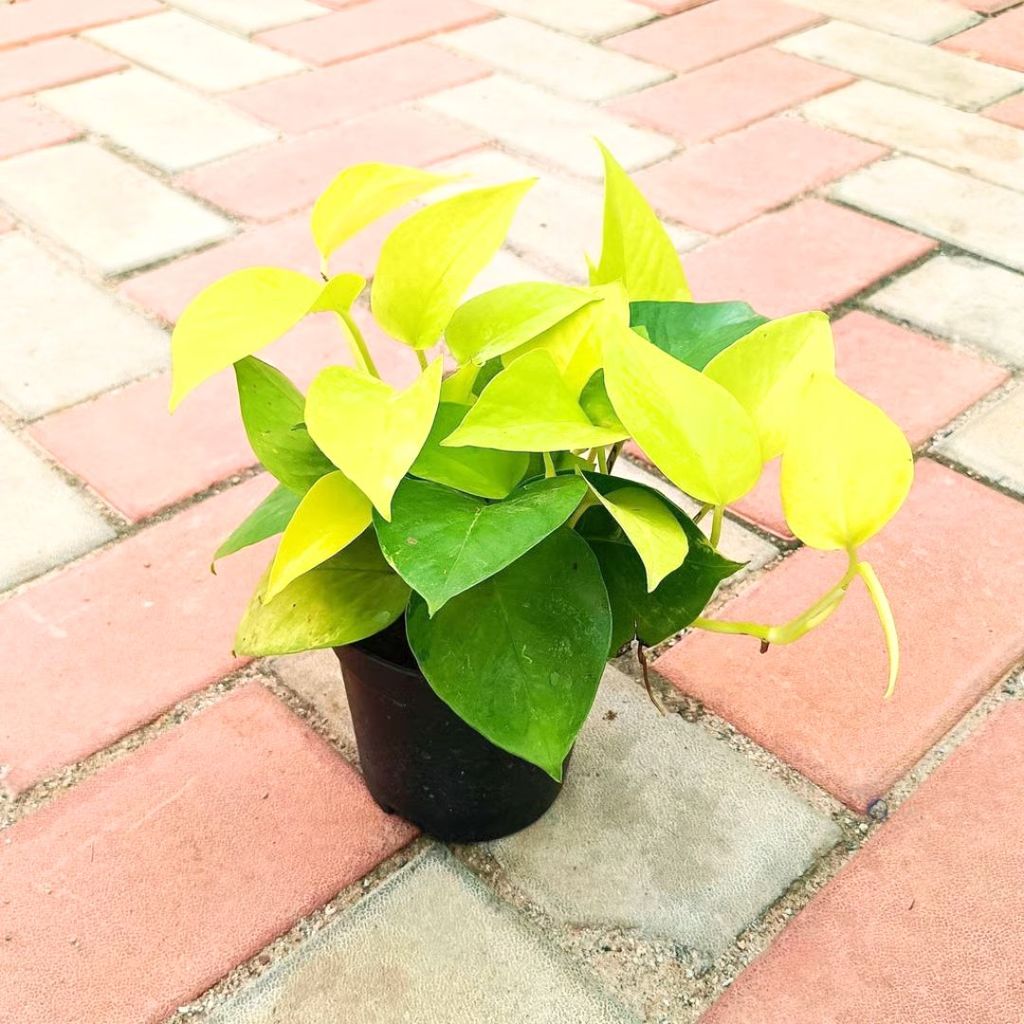 Money Plant Golden in 4 Inch Nursery Pot Money Plant Golden in 4 Inch Nursery Pot