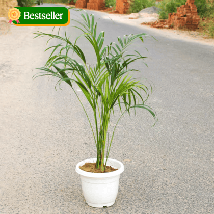 Areca Palm (~ 3 Ft) in 8 Inch Classy White Plastic Pot