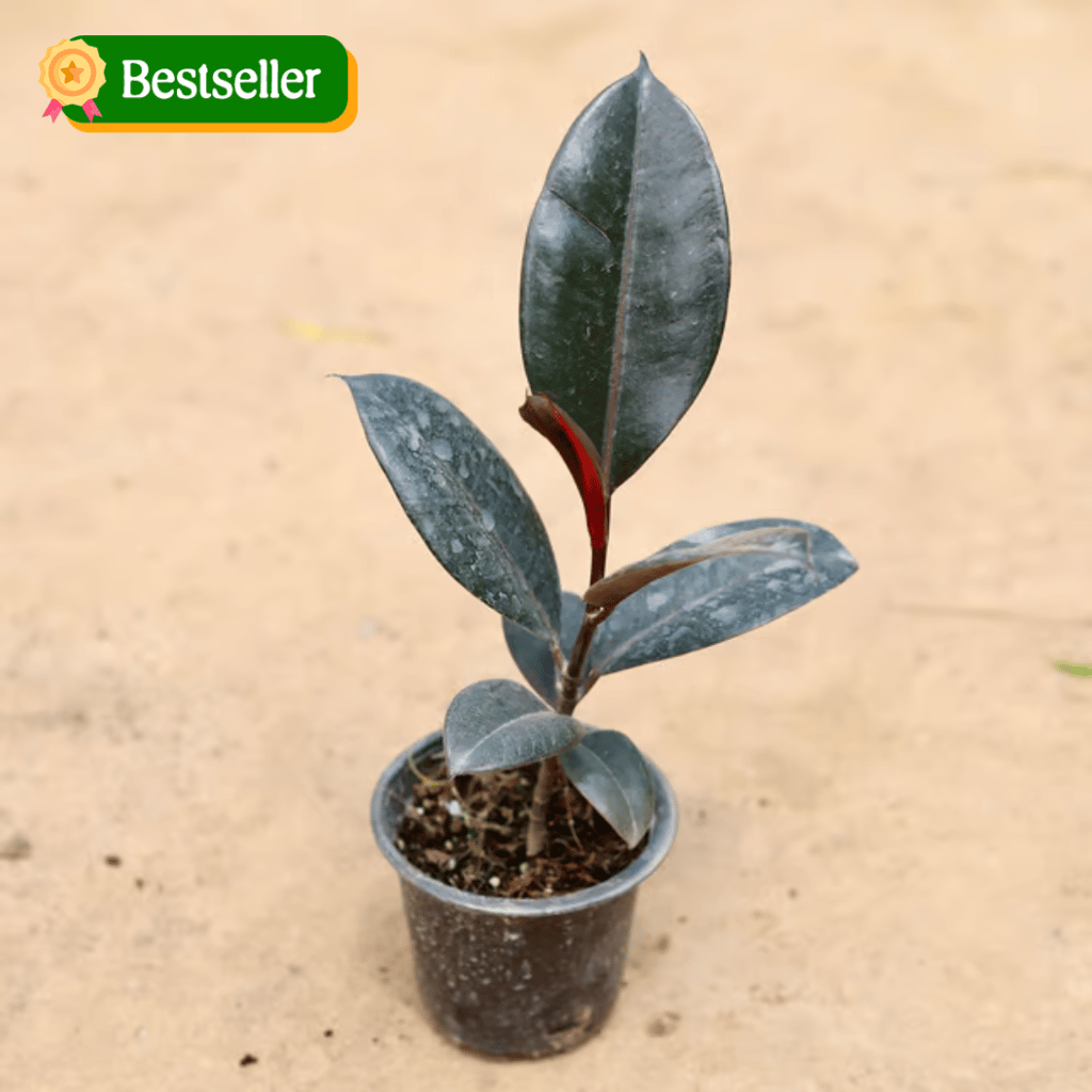 Rubber Plant in 4 Inch Nursery Pot Rubber Plant in 4 Inch Nursery Pot