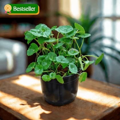 Brahmi Dollar Plant in 4 Inch Nursery Pot