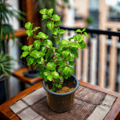 Hibiscus / Gudhal (Any Colour) in 6 Inch Nursery Pot