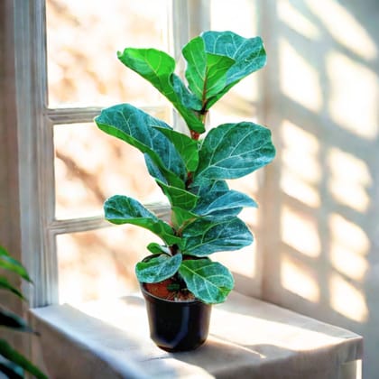 Fiddle Leaf Fig / Ficus Lyrata in 6 Inch Nursery Pot