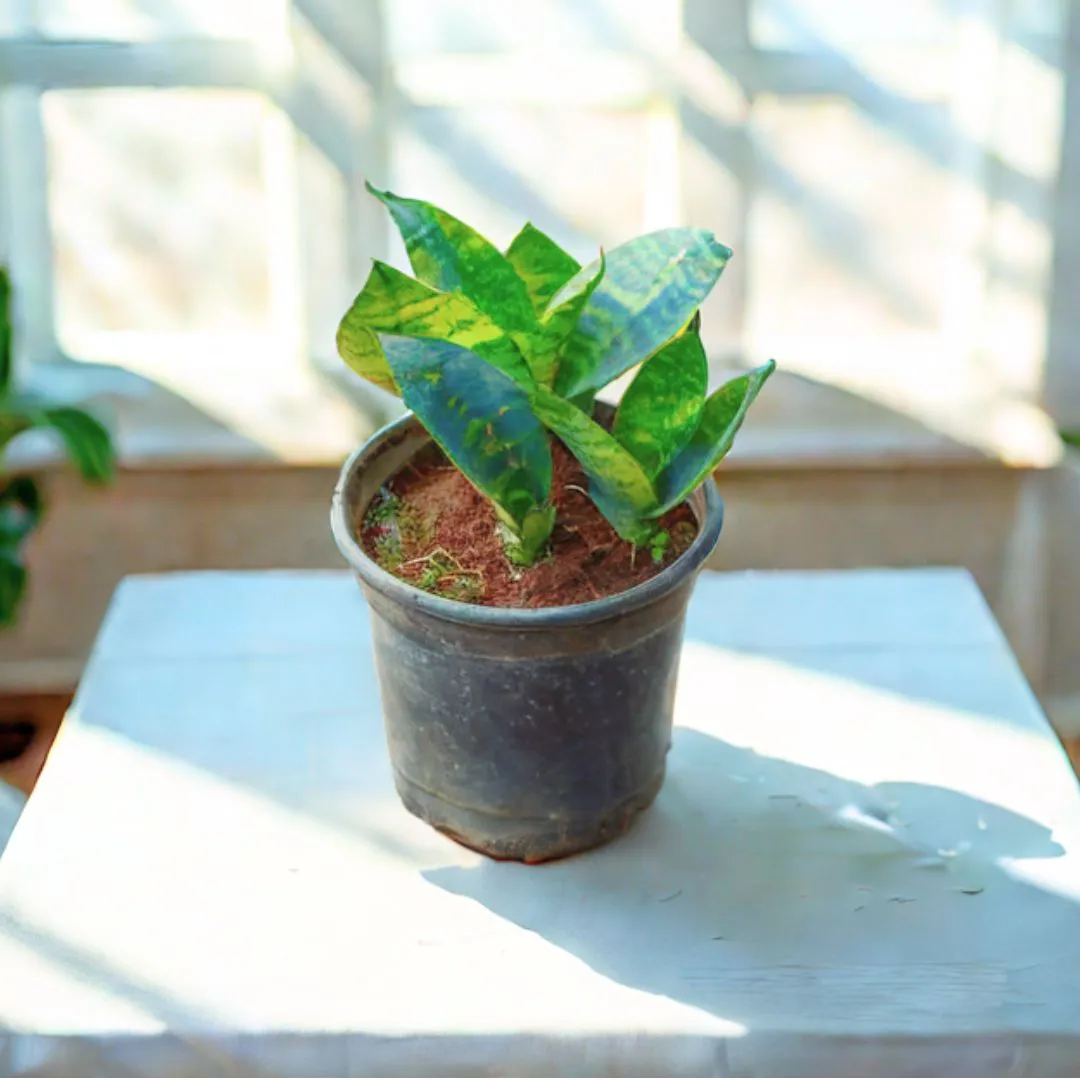 Snake Dwarf Green in 4 Inch Nursery Pot