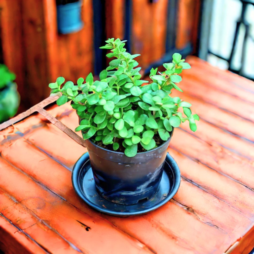 Jade in 5 Inch Nursery Pot