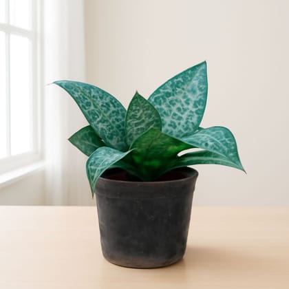 Snake Plant Green in 4 Inch Nursery Pot