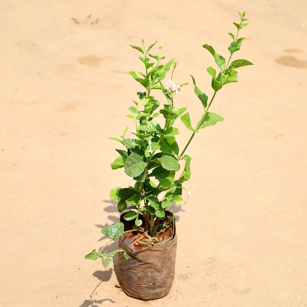 Mogra / Jasmine Double pune variety in 5 Inch Nursery Bag Mogra / Jasmine Double pune variety in 5 Inch Nursery Bag