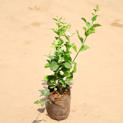 Mogra / Jasmine Double pune variety in 5 Inch Nursery Bag