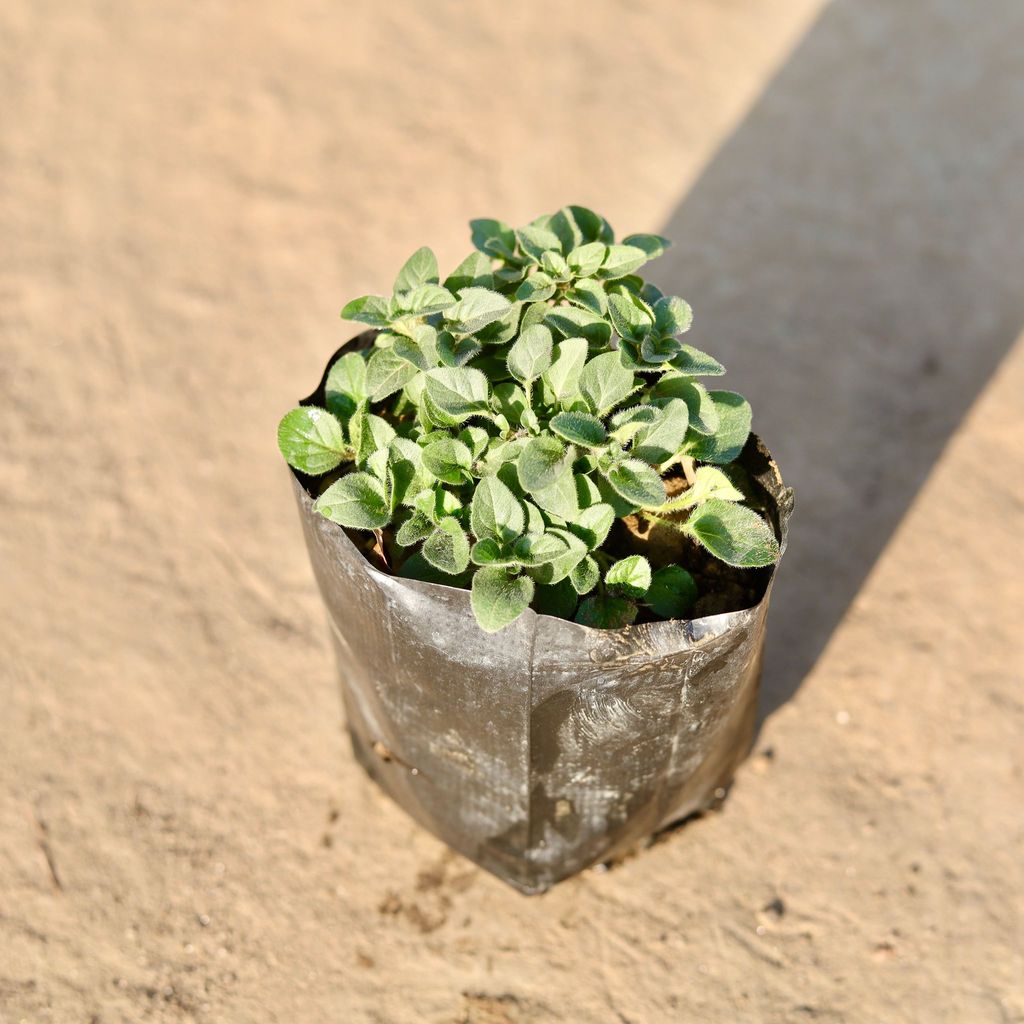 Oregano Plant in 3 Inch Nursery Bag Oregano Plant in 3 Inch Nursery Bag