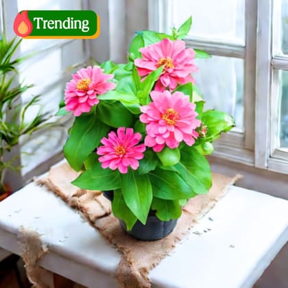 Zinnia (any colour ) in 5 Inch Nursery Pot