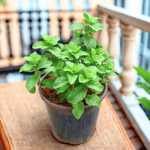 Pudina / Mint in 4 Inch Nursery Pot