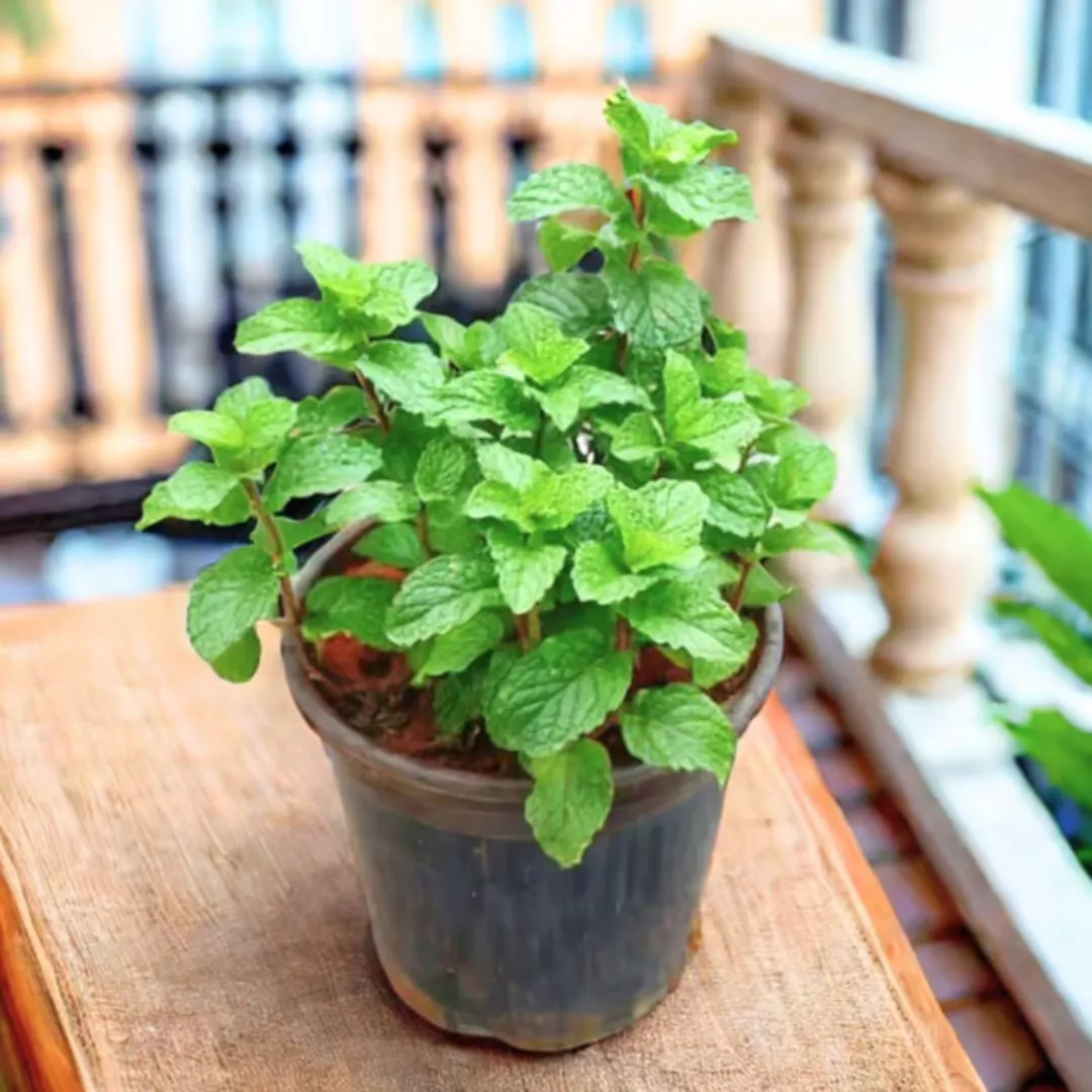 Pudina / Mint in 4 Inch Nursery Pot