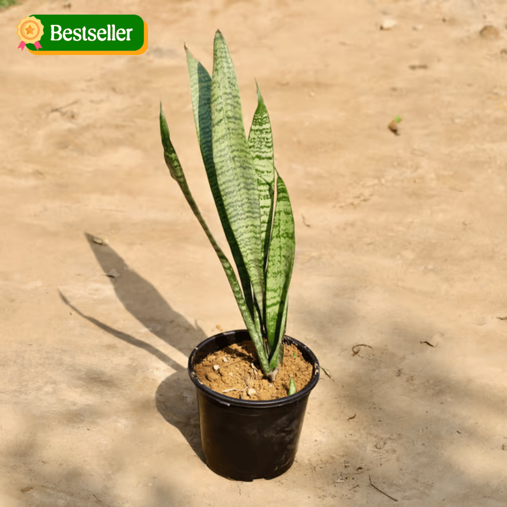 Snake Green in 6 Inch Nursery Pot
