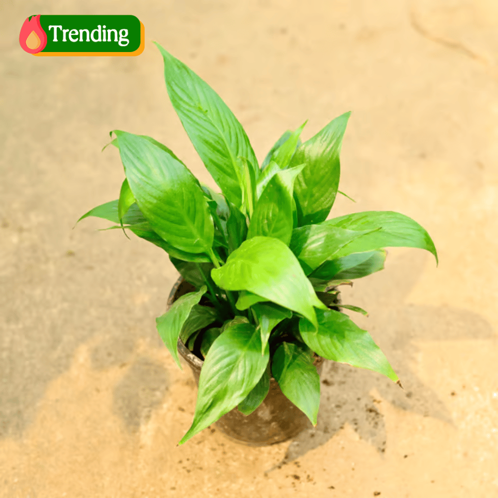 Peace Lily in 5 Inch Nursery Pot