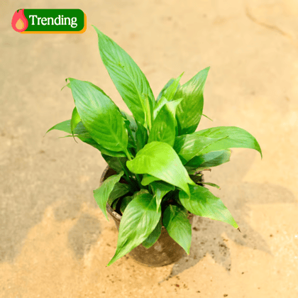Peace Lily in 5 Inch Nursery Pot