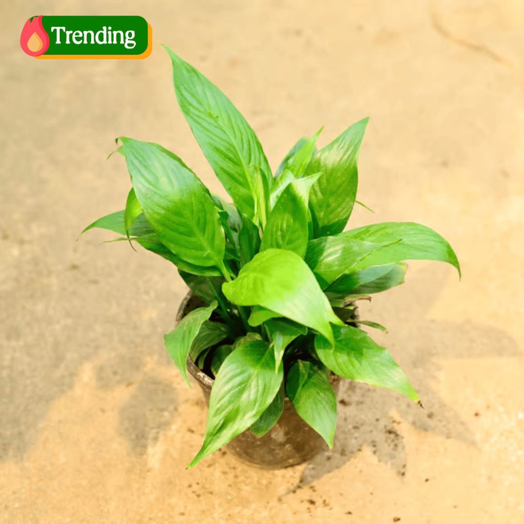 Peace Lily in 5 Inch Nursery Pot
