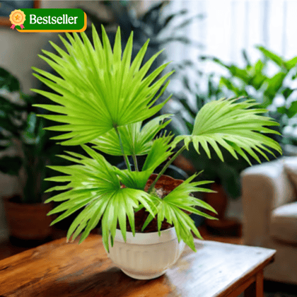 China / Fan Palm in 8 Inch White Olive Plastic Pot