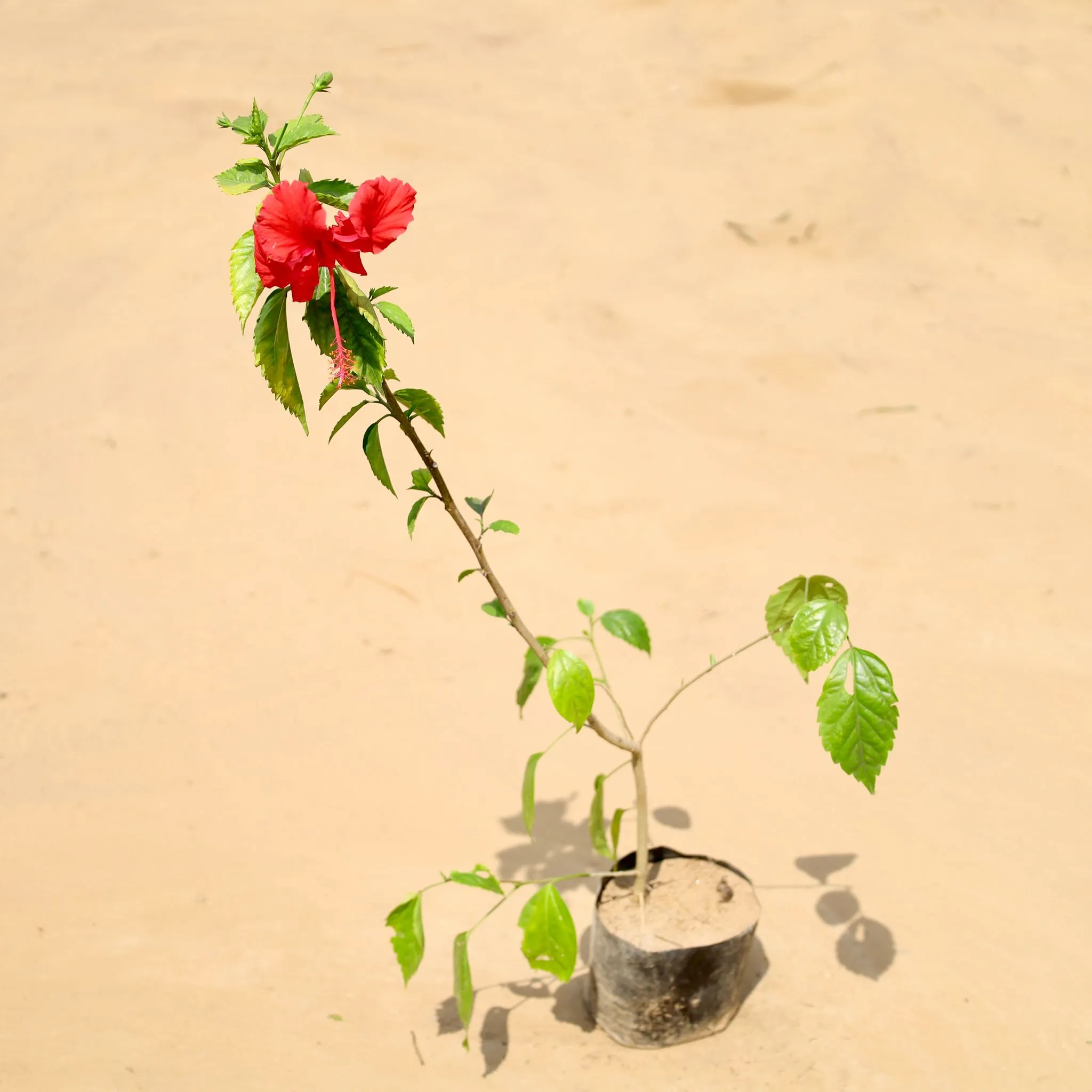 Hibiscus / Desi Gudhal Red in 4 Inch Nursery Bag