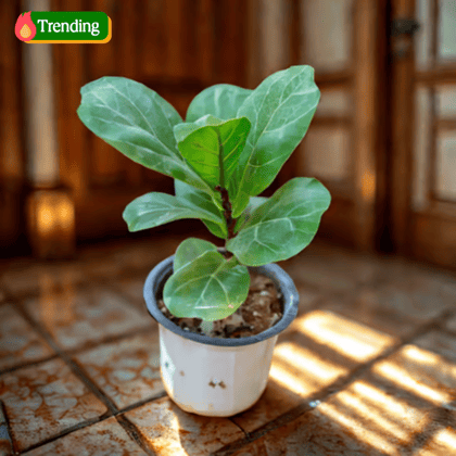 Fiddle Leaf Fig / Ficus Lyrata in 4 Inch Nursery Pot