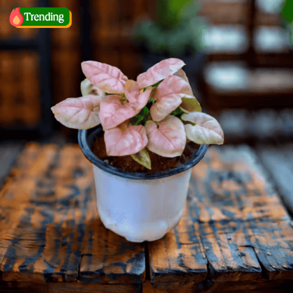 Aglaonema Pink in 4 Inch Nursery Pot