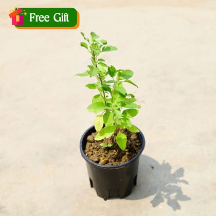 Free Gift - Tulsi in 5 Inch Nursery Pot - Flash Sale