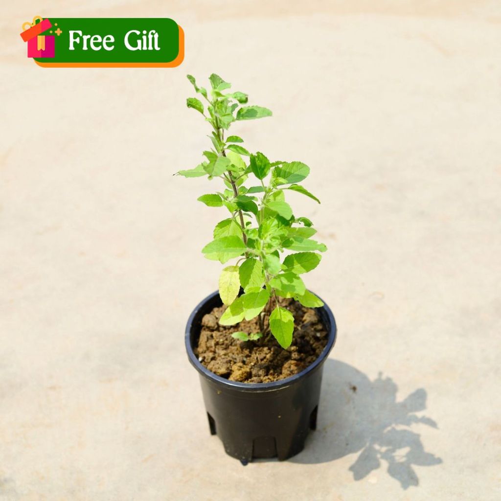 Free Gift - Tulsi in 6 Inch Nursery Pot - Flash Sale Free Gift - Tulsi in 6 Inch Nursery Pot - Flash Sale