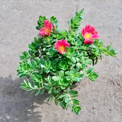 Kulfa / Purslane (Any Colour) in 4 Inch Nursery Bag