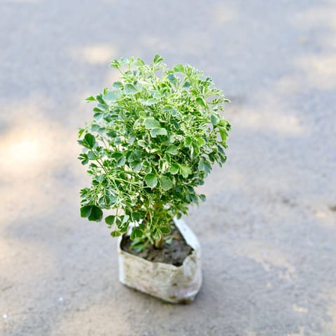 Aralia White Verigated in 5 Inch Nursery Bag