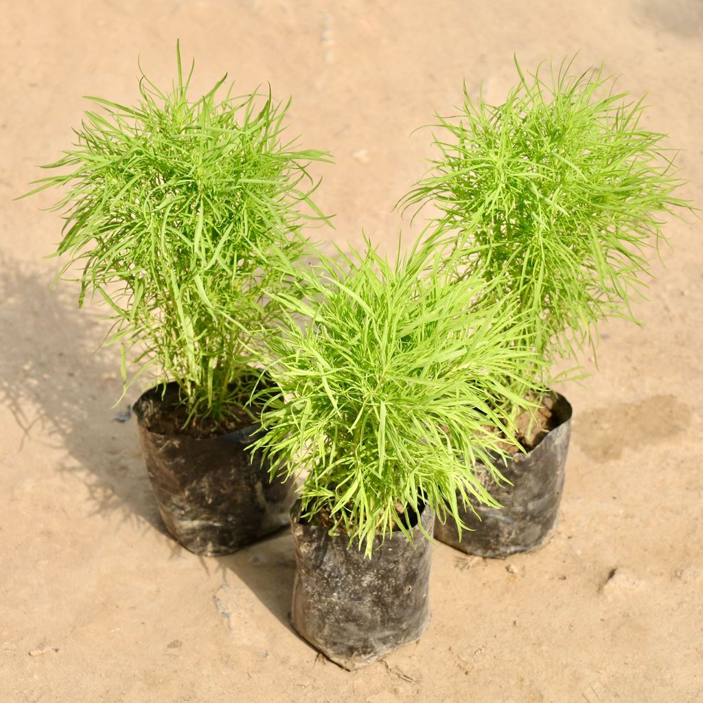 Set of 3 - Kochia (Any Colour) in 4 Inch Nursery bag Set of 3 - Kochia (Any Colour) in 4 Inch Nursery bag