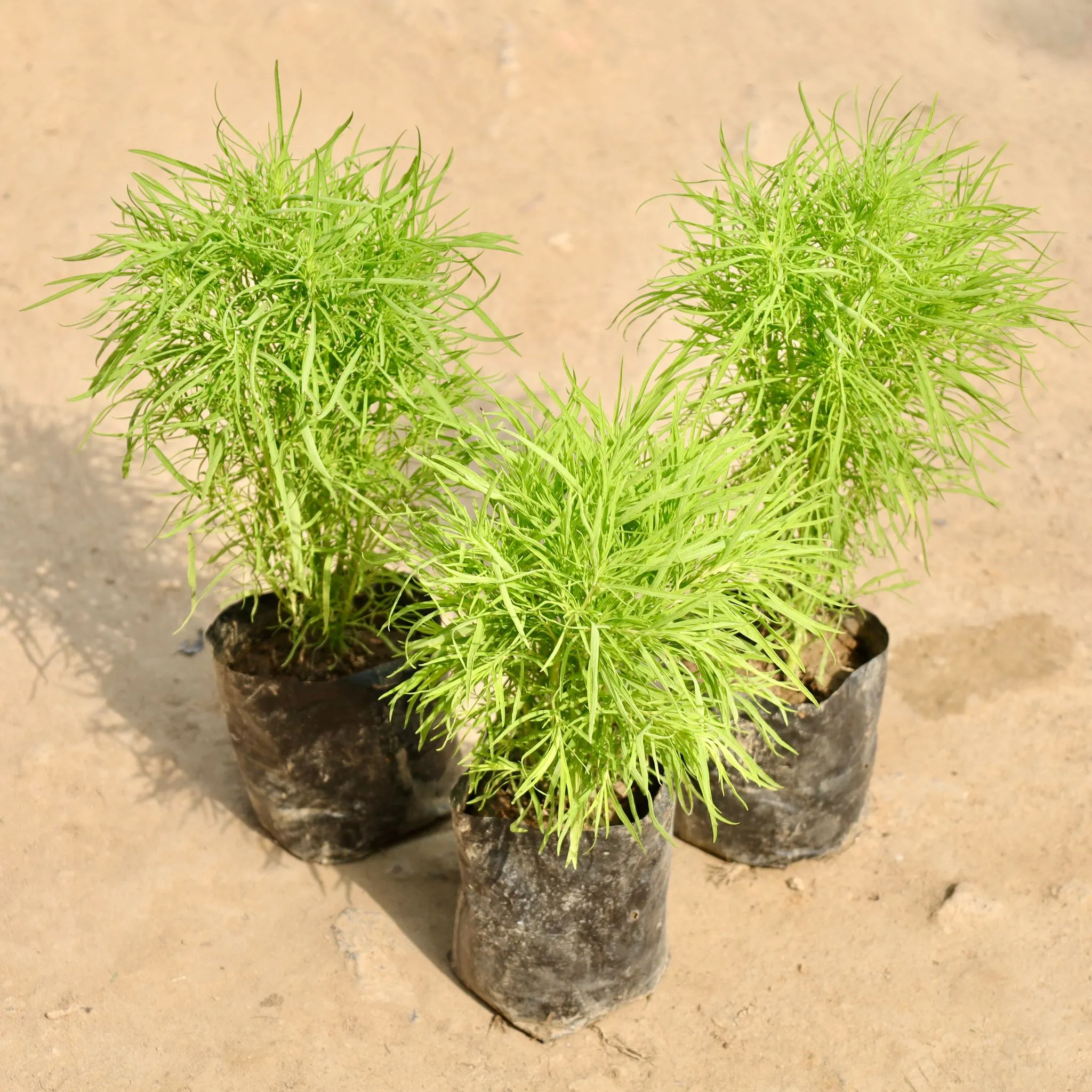 Set of 3 - Kochia (Any Colour) in 4 Inch Nursery bag