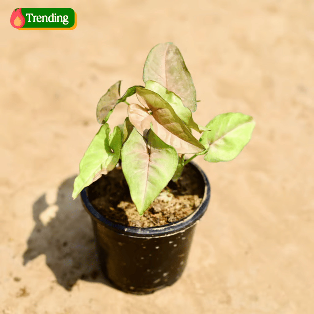 Syngonium Pink in 4 inch Nursery pot Syngonium Pink in 4 inch Nursery pot