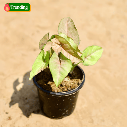 Syngonium Pink in 4 inch Nursery pot