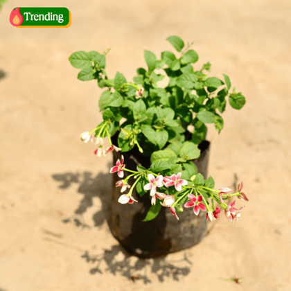Madhu Malti / Rangoon Creeper Dwarf (any colour) in 8 inch Nursery bag