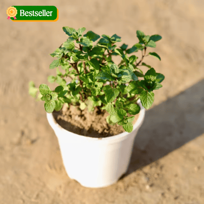 Pudina / Mint in 4 Inch White Nursery Pot