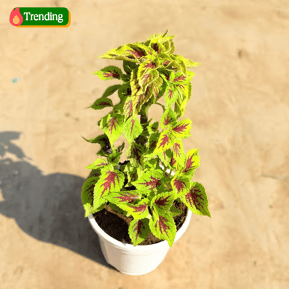 Coleus Yellow (Any Design) in 4 Inch White Nursery Pot