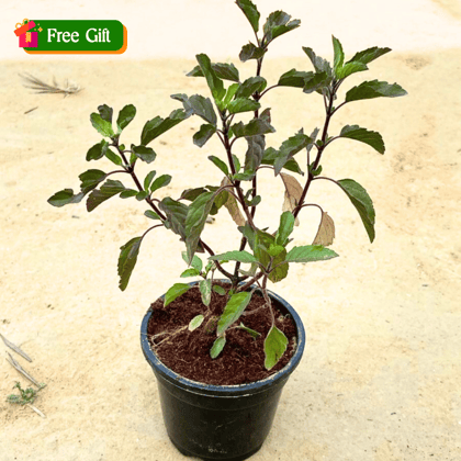 Free Gift - Shyama Tulsi in 4 Inch Nursery Pot - Flash Sale
