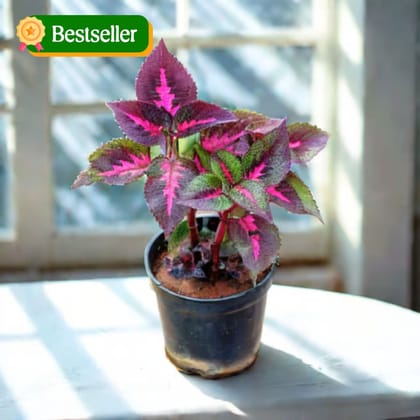 Coleus (any colour) in 4 Inch Nursery Pot