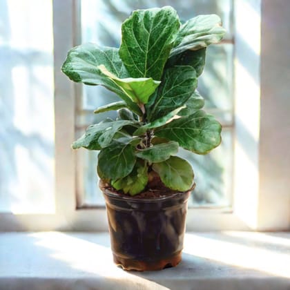 Fiddle Leaf Fig / Ficus Lyrata (~ 1. 5 Ft) in 5 Inch Nursery Pot