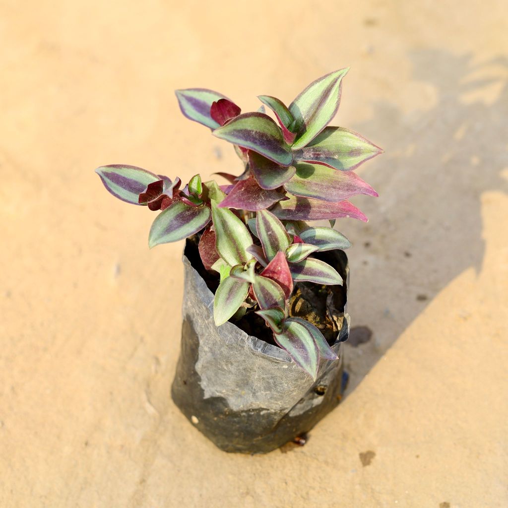 Buy Wandering Jew in 4 Inch Nursery Bag Online | Urvann.com Wandering Jew in 4 Inch Nursery Bag