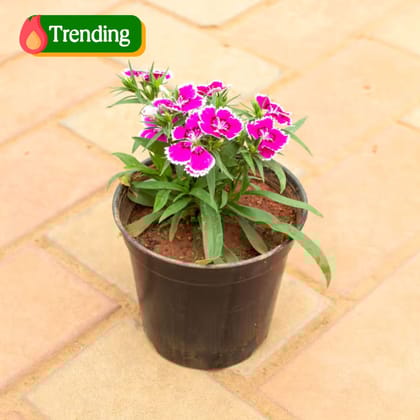 Dianthus (Any Colour) in 4 Inch Nursery Pot